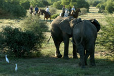Botswana-Mashatu-Land of the Giants - Mashatu Deluxe Safari